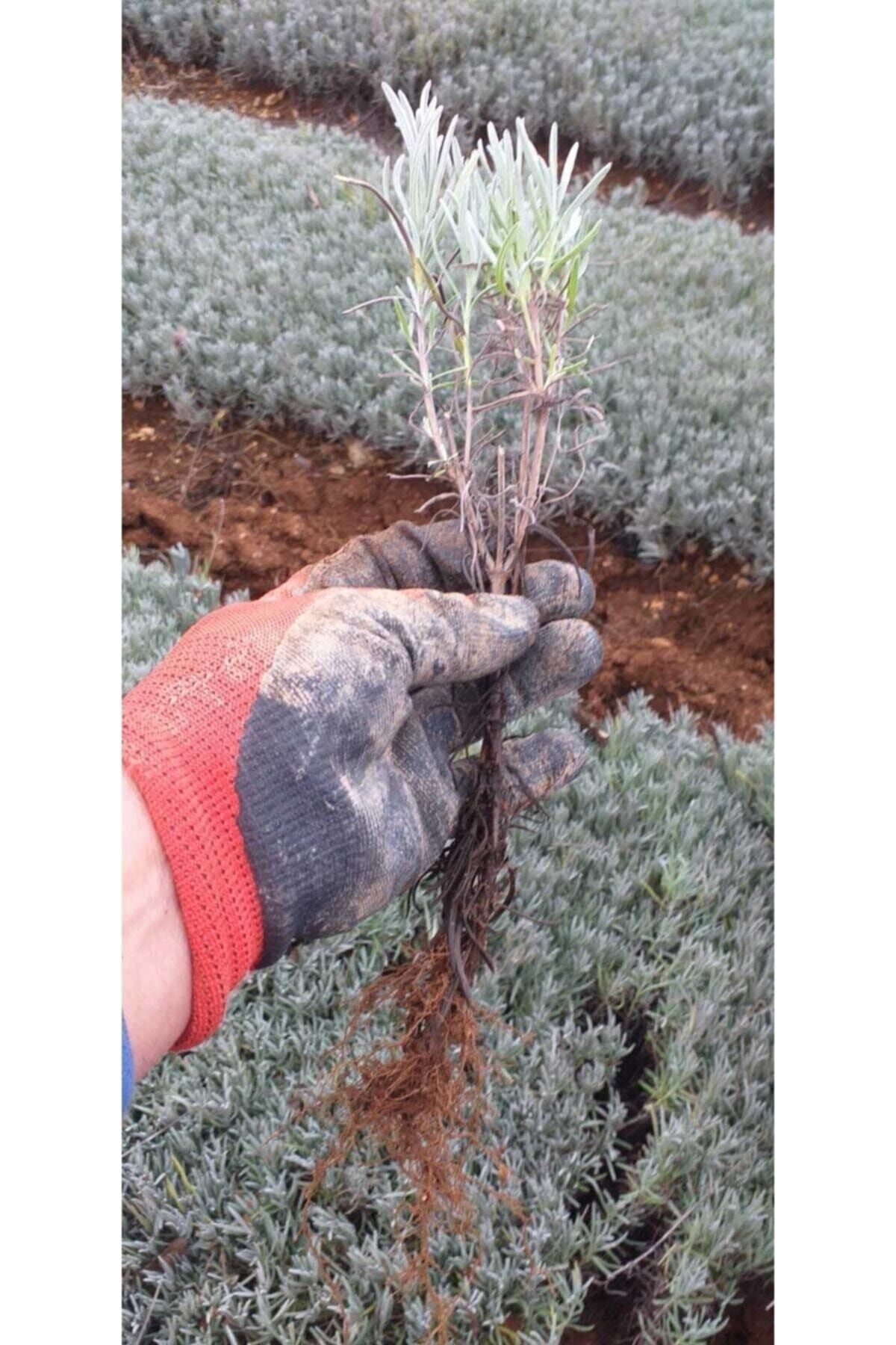 10 Adet Açık Köklü Intermedia Lavanta Fidesi Fidanı.