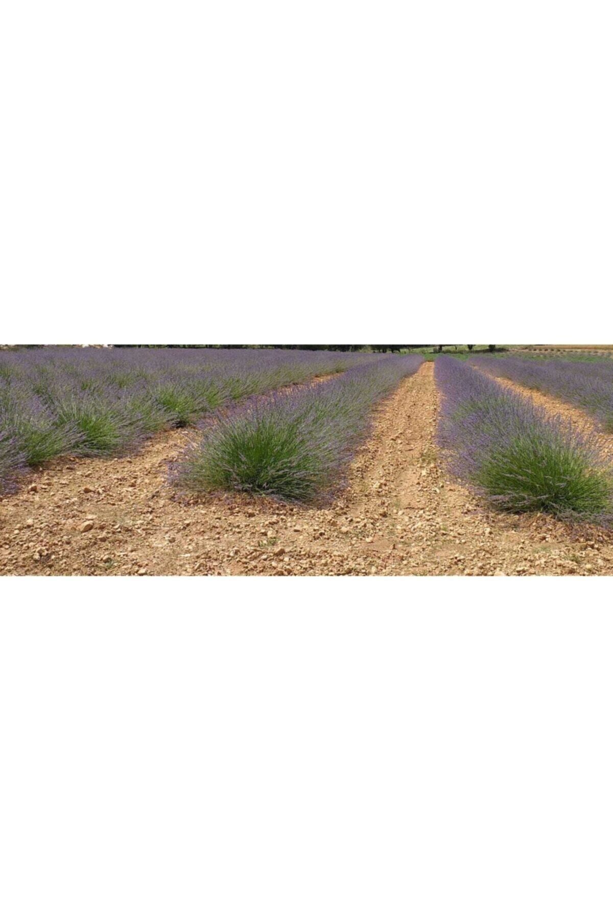 10 Adet Açık Köklü Intermedia Lavanta Fidesi Fidanı.