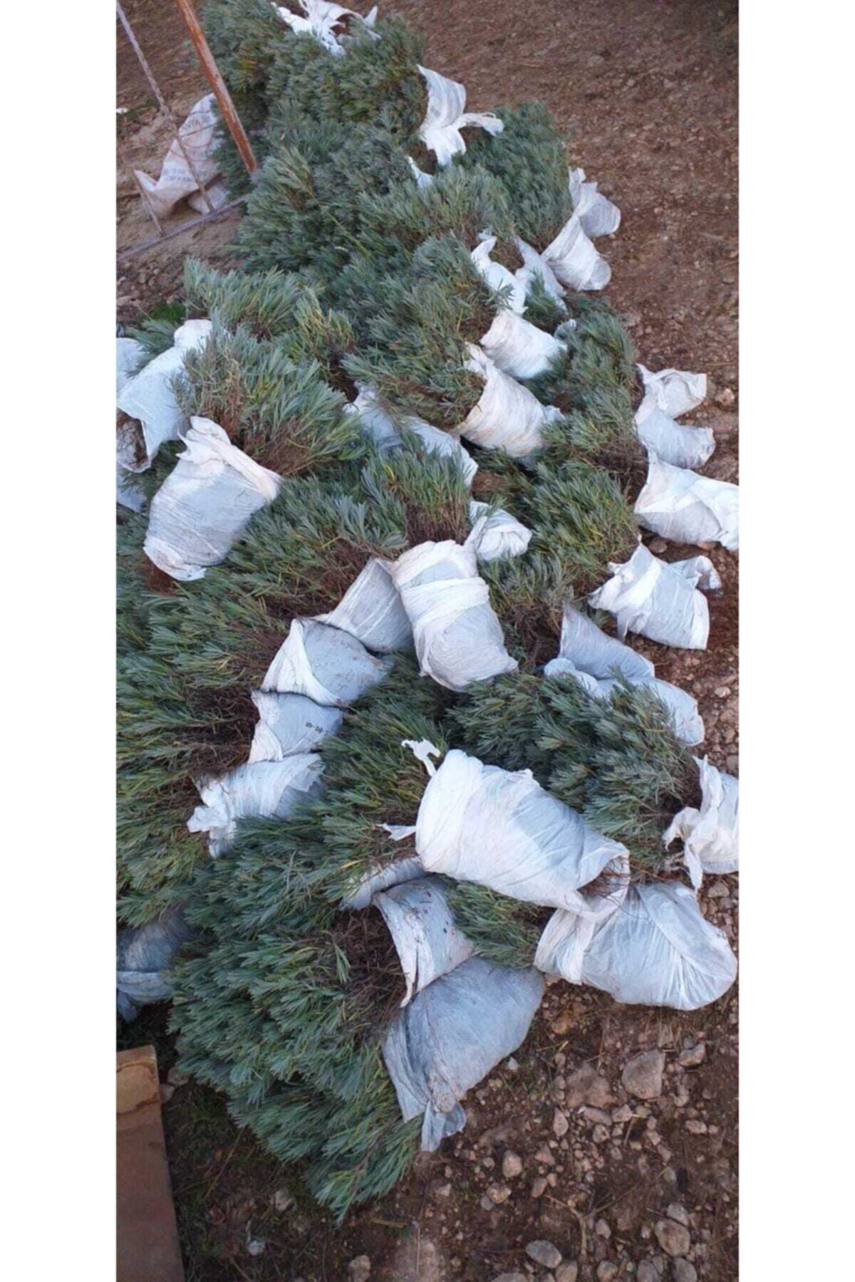 10 Adet Açık Köklü Intermedia Lavanta Fidesi Fidanı.