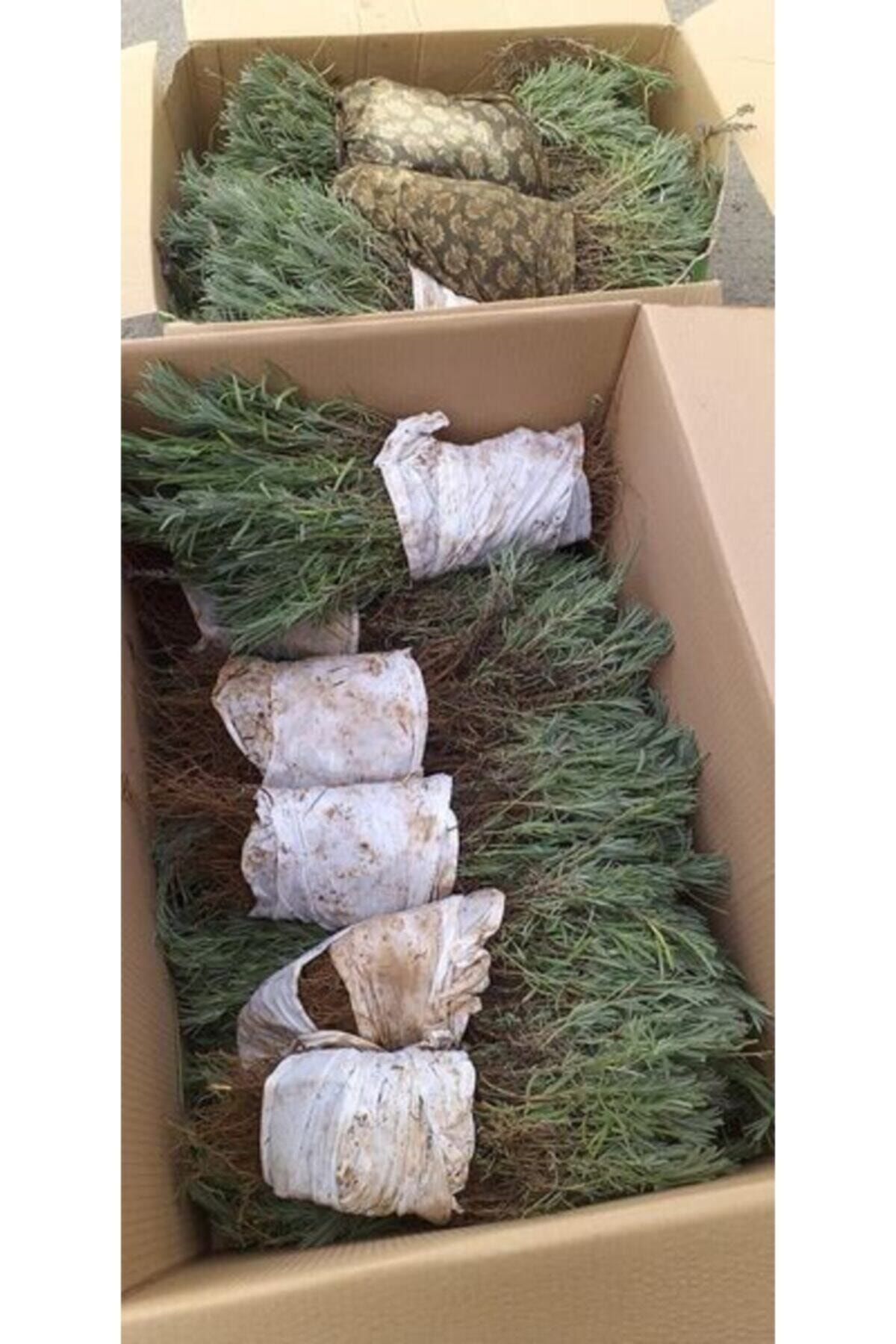 10 Adet Açık Köklü Intermedia Lavanta Fidesi Fidanı.