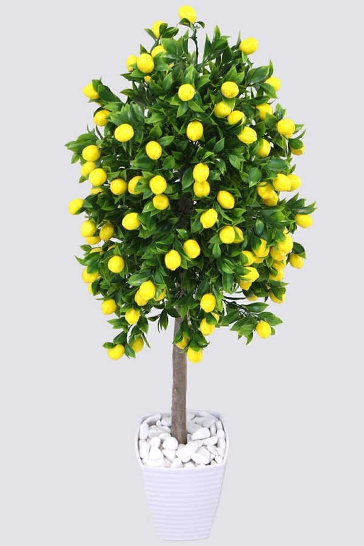 Tüplü Yediveren Limon Ağacı Fidanı