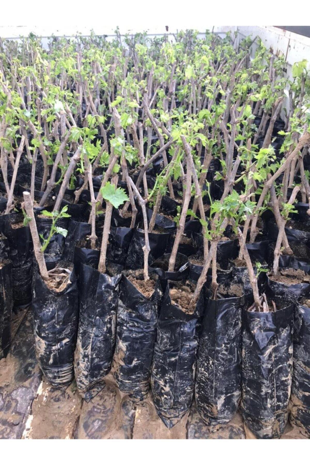 1 Adet Tüplü Üzüm Fidanı(cadı Parmagı) 1 Yaşında Aşılı