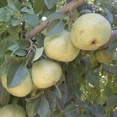 3 Yaş Aşılı Ankara Armut Fidanı, Torbada