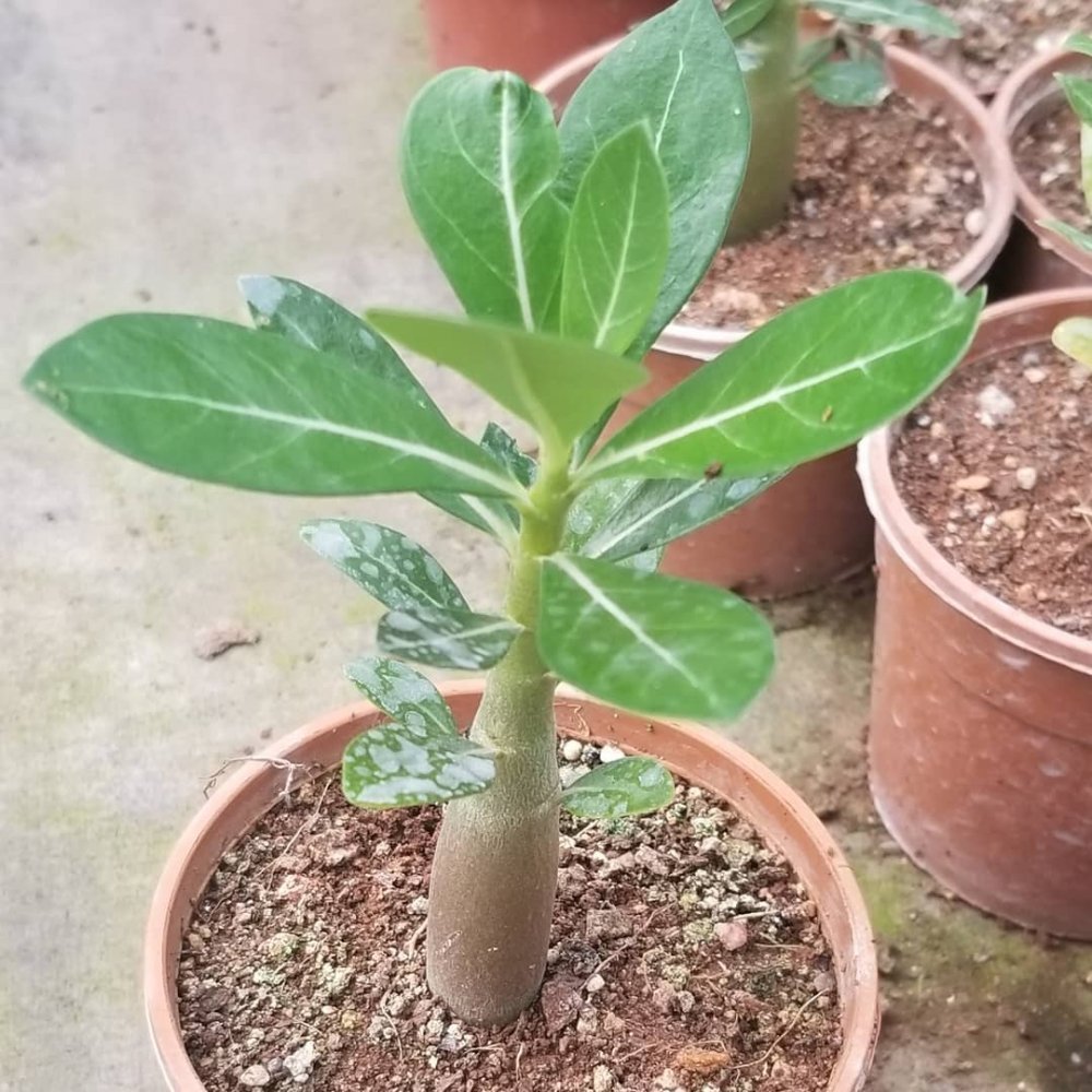 Adenium Çöl Gülü Çiçeği Fidanı