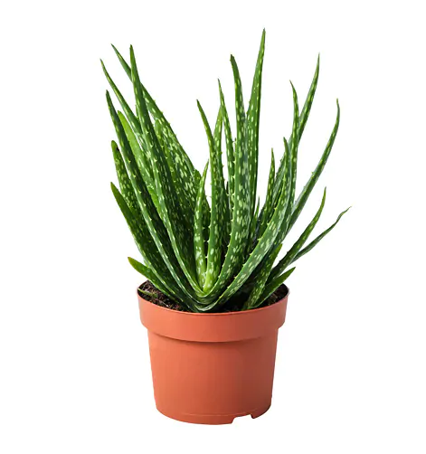 3 Yaş Aloevera Fidanı, Torbalı ve Tüketime Uygun