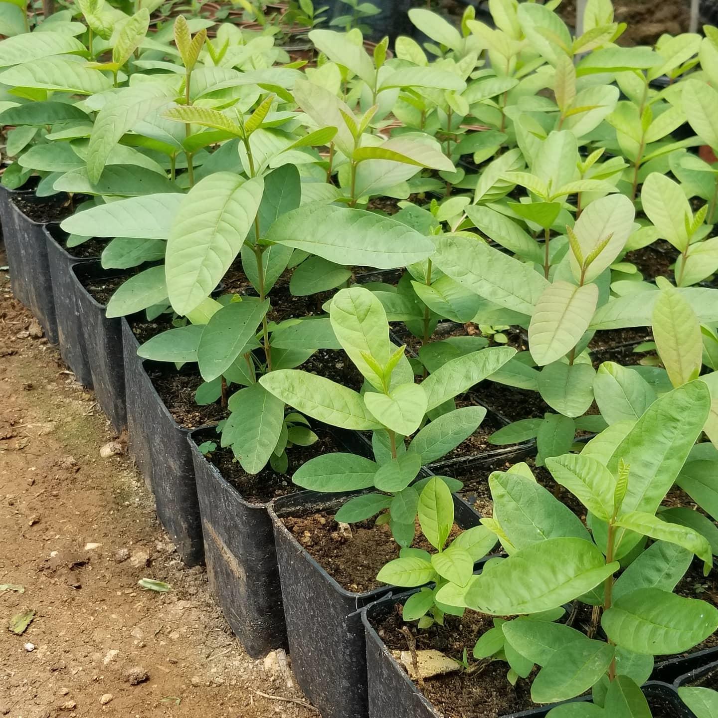 Bodur Kırmızı Guava Fidanı, Saksıda