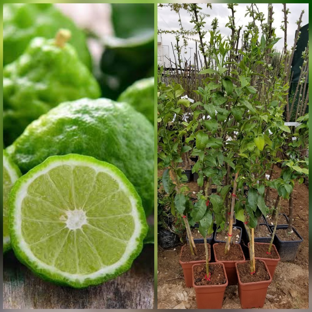 6 Yaş Aşılı Bergamot Fidanı, Saksıda