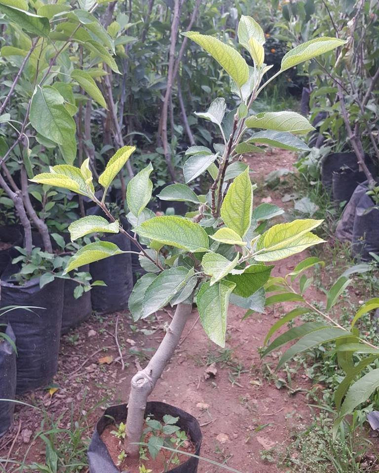 3 Yaş Aşılı Tam Bodur Elma Fidanı, Torbalı