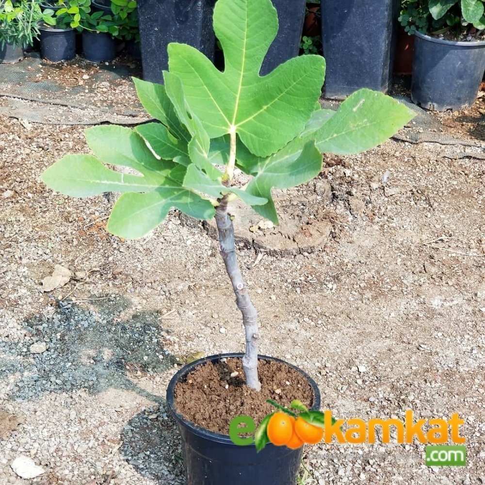 2 Yaş Bonsai Bodur İncir Fidanı, Saksıda