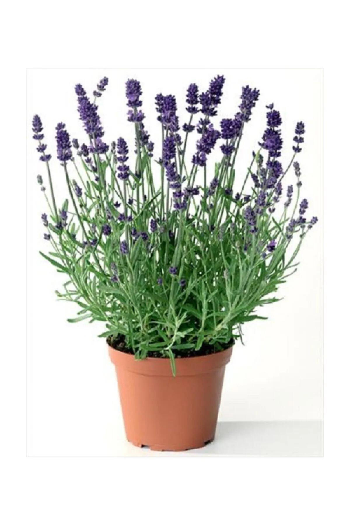 Lavanta Çiçeği 40 Cm Kokulu Aromatik Bahar Bitkisi Balkon Bitkisi Ev Bitkisi Dış Mekan Bitkisi