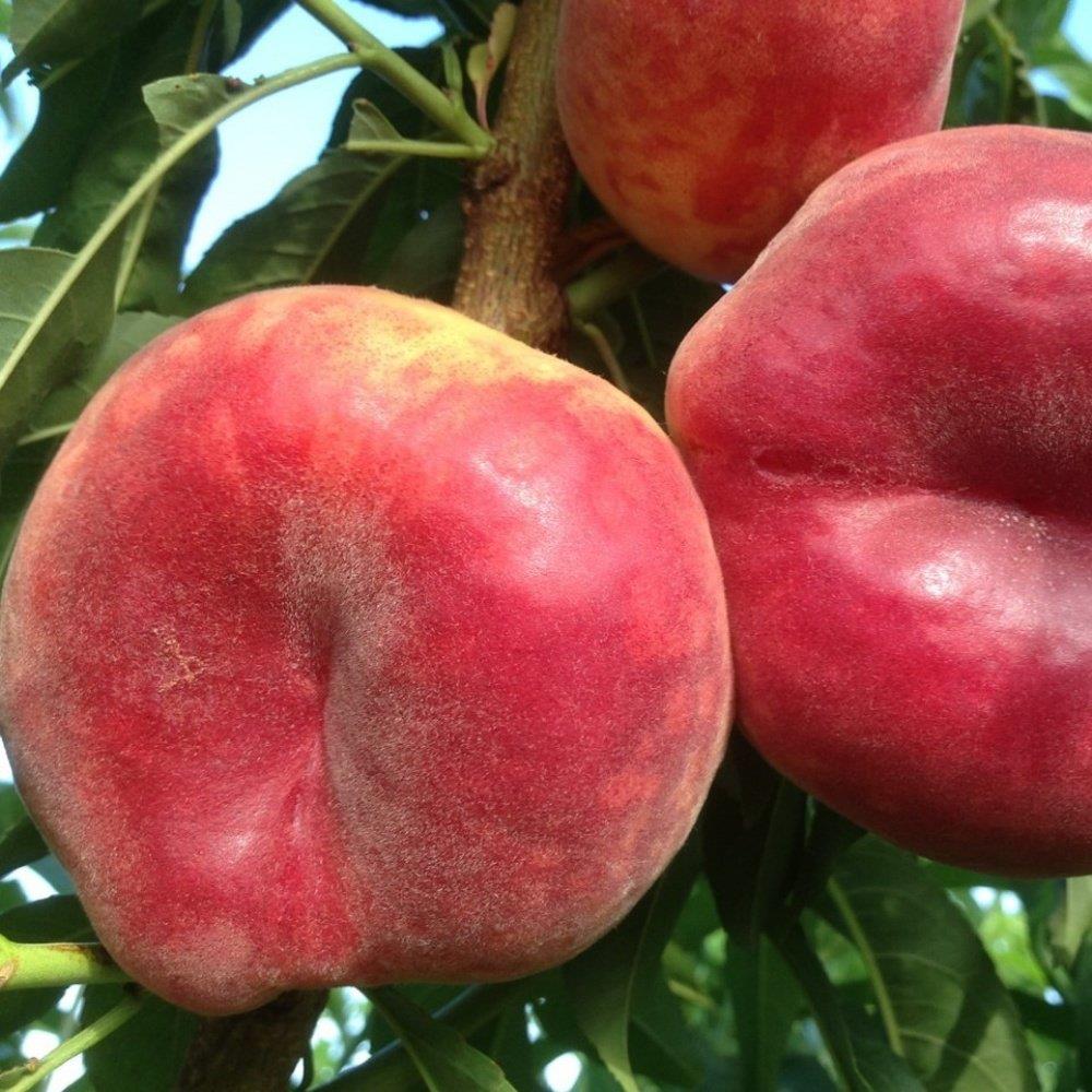 Aşılı, Paraguaya Yassı Şeftali Fidanı, Torbada
