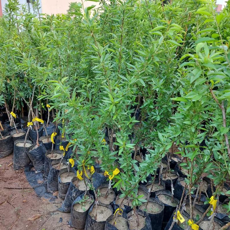 3 Yaş Aşılı Ferraduel Badem Fidanı, Tüplü