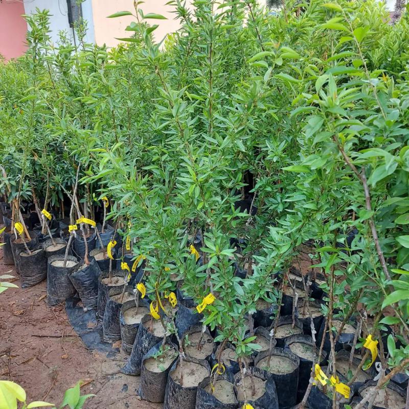 3 Yaş Aşılı Ferraduel Badem Fidanı, Tüplü