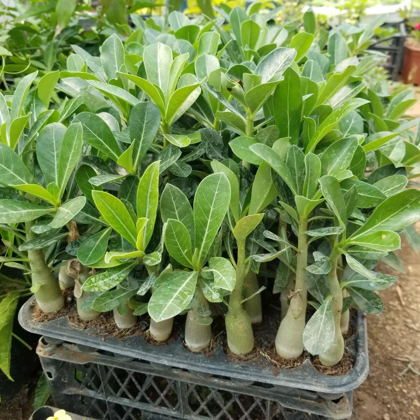 8 Adet Adenium Çöl Gülü Çiçeği Fidanı Pakedi (Mix Karışık)