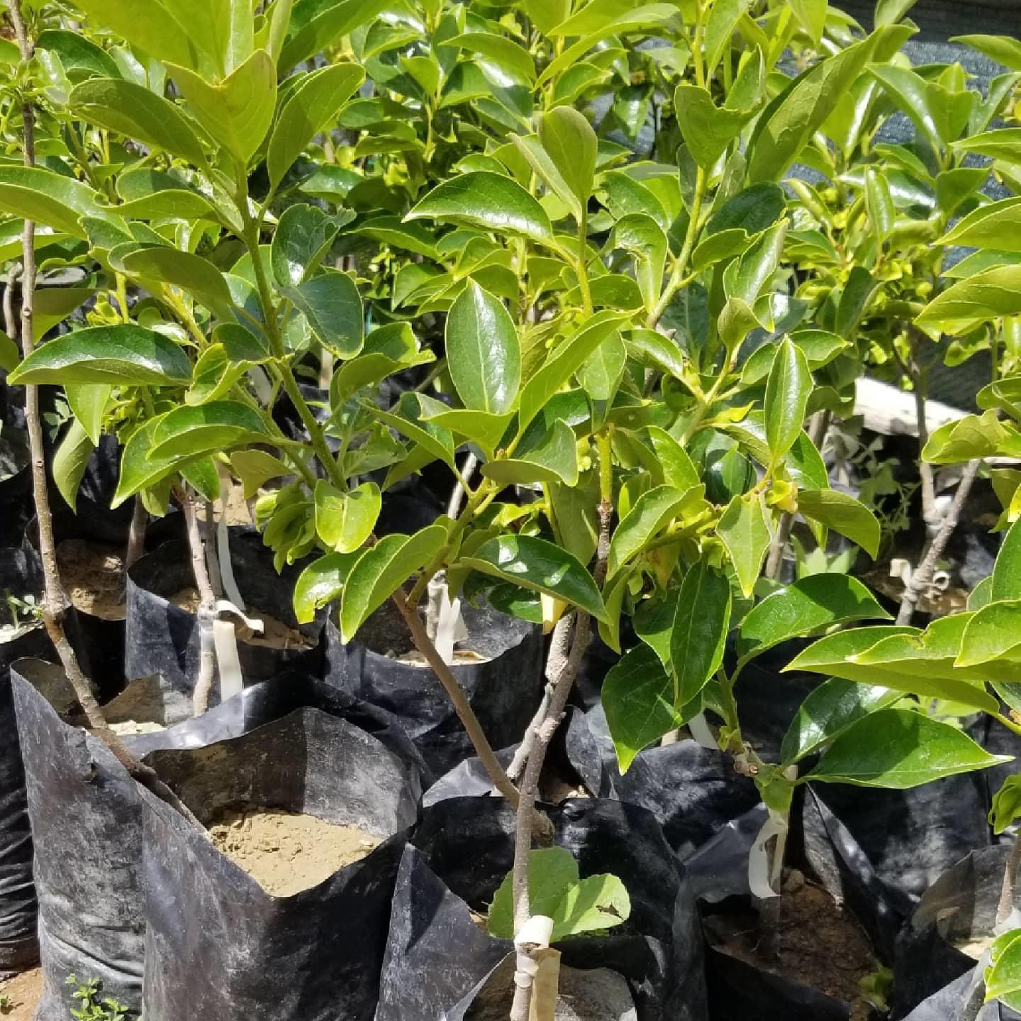 2 Yaş, Aşılı Trabzon Hurması HANA FUYU Fidanı, Torbada