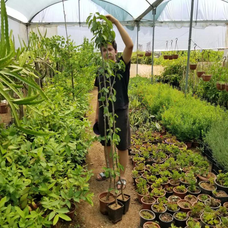 3 Yaş Aşılı Kiraz Fidanı EŞME, Torbada