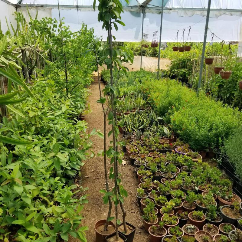 3 Yaş Aşılı Kiraz Fidanı VAN, Torbada