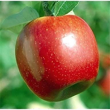 5 Yaş, Aşılı Elma Fidanı SUMMER RED, Torbada, +120 Cm