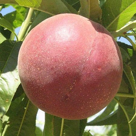 Aşılı Şeftali Fidanı EARLY BİG, Torbada
