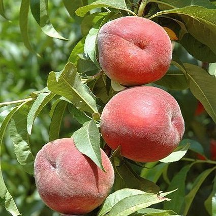 3 Yaş Aşılı Şeftali Fidanı RUBY RİCH, Torbada