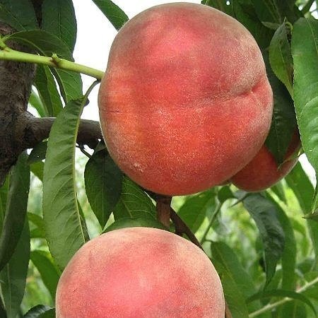 Aşılı Şeftali Fidanı EXTREM JULY, Torbada