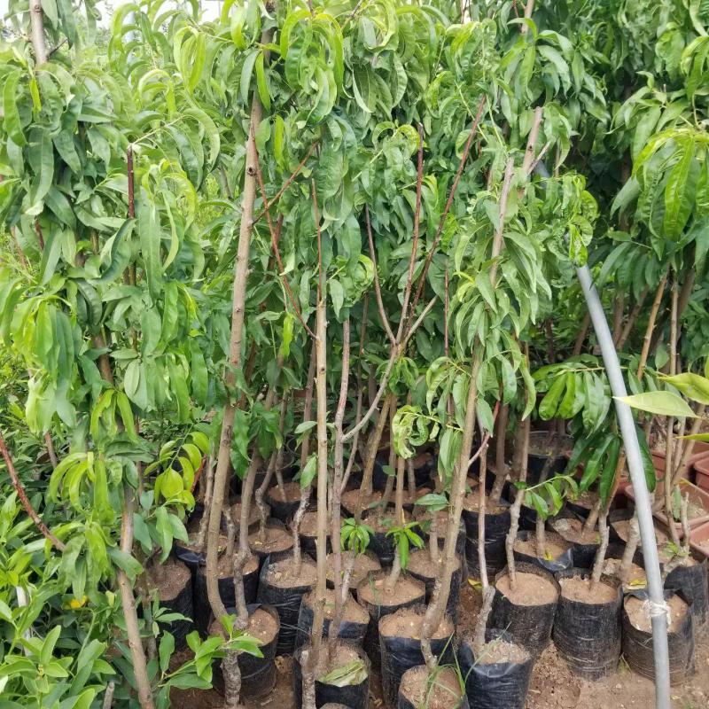 3 Yaş Aşılı Şeftali DIXIRED Fidanı, Torbada