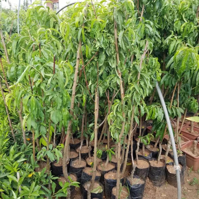 3 Yaş Aşılı Şeftali DIXIRED Fidanı, Torbada