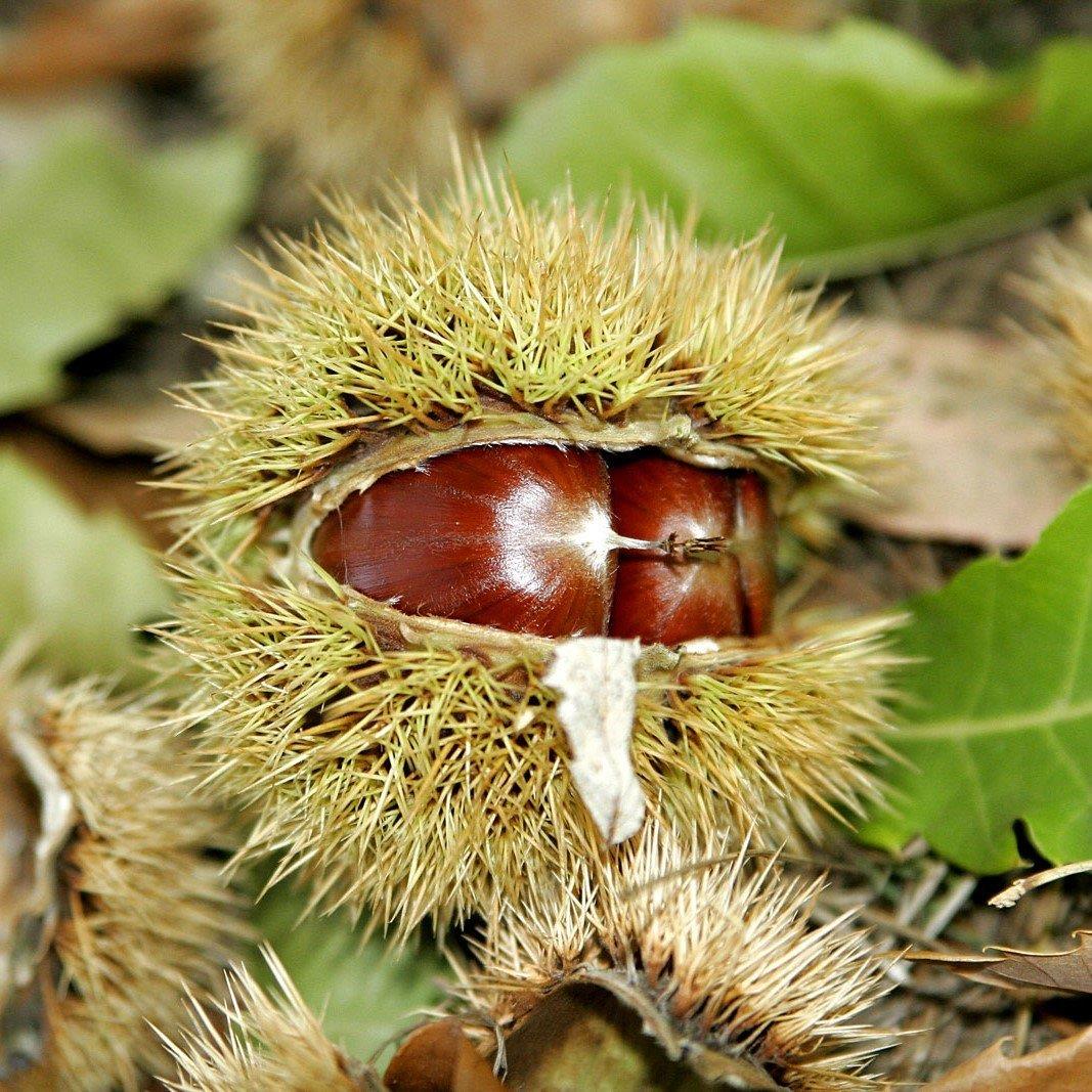 Tüplü Tahta Cinsi Balıkesir Kestane Fidanı