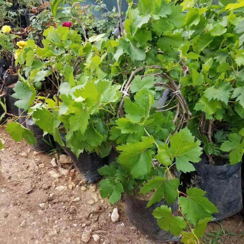 3-5 Metre Boyda Grenache Cinsi Üzüm Fidanı