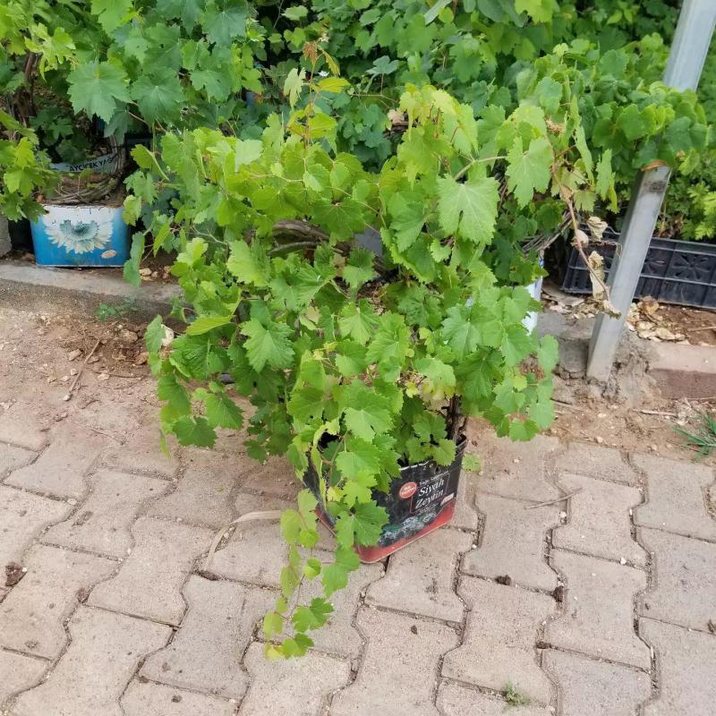 3-5 Metre Boyda Grenache Cinsi Üzüm Fidanı