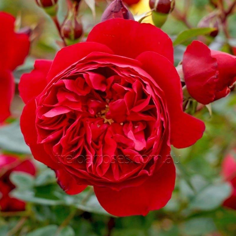 Tüplü Aşılı İri Goncalı Florantina Katmerli Kırmızı Sarmaşık Gül Fidanı