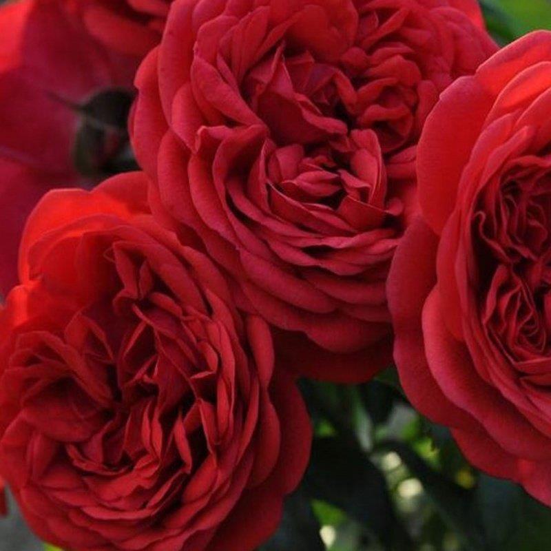 Tüplü Aşılı İri Goncalı Florantina Katmerli Kırmızı Sarmaşık Gül Fidanı