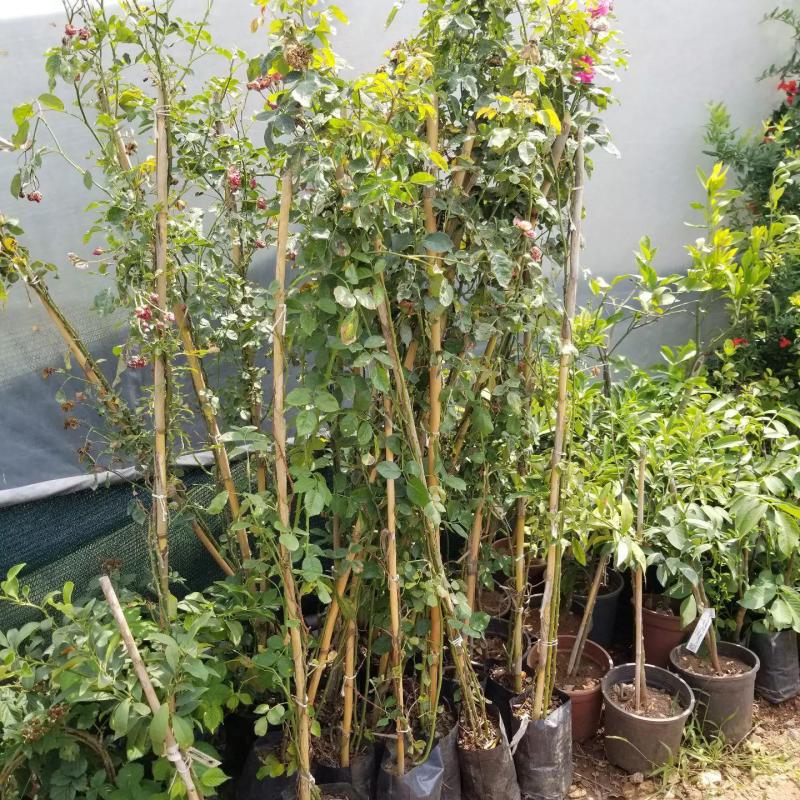 Tüplü Kokulu Amadeus Kırmızı Sarmaşık Gül Fidanı