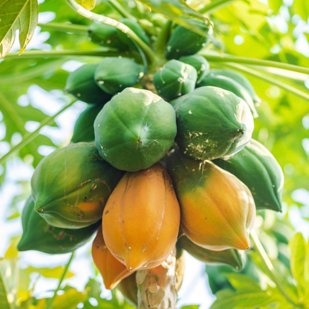 +100 cm Saksıya Uygun Papaya Fidanı ,Torbada