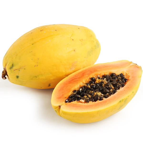 Nadir Tür Bodur GOLDEN Papaya Fidanı / Büyük Boy ,Torbada +90 Cm