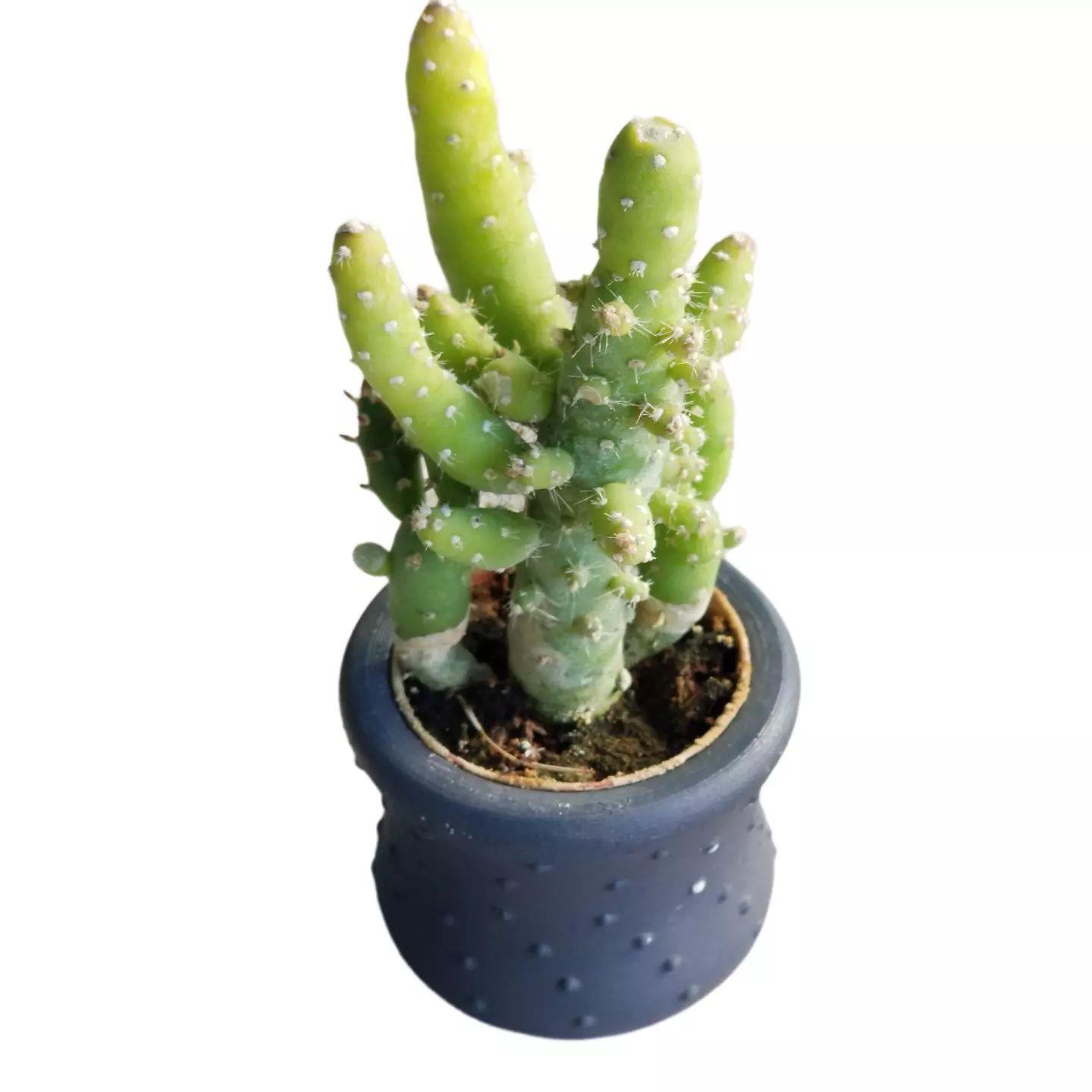 Hediyelik Kaktüs Opuntia Subulata (5.5 cm Beton Saksı HEDİYELİ)