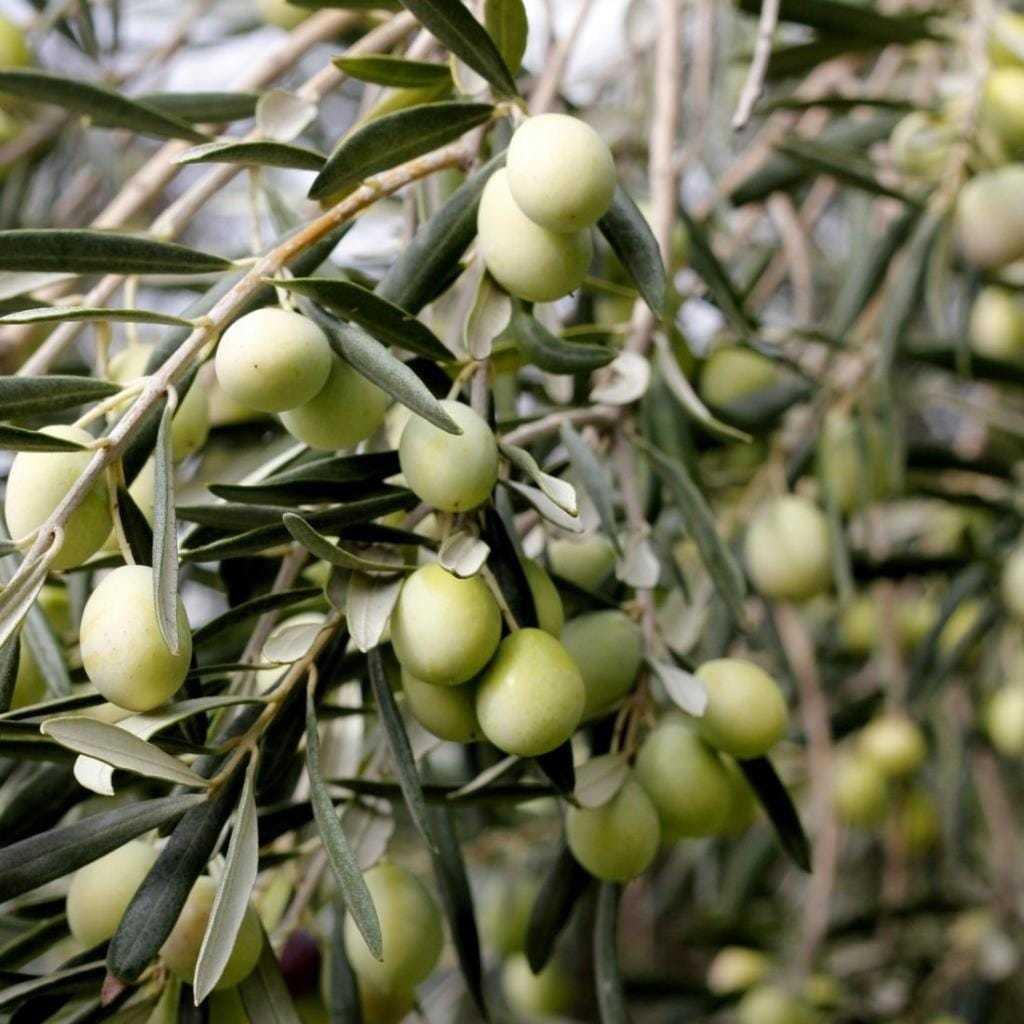 Kırmalık ve Çizmelik Akhisar Uslu Zeytin Fidanı