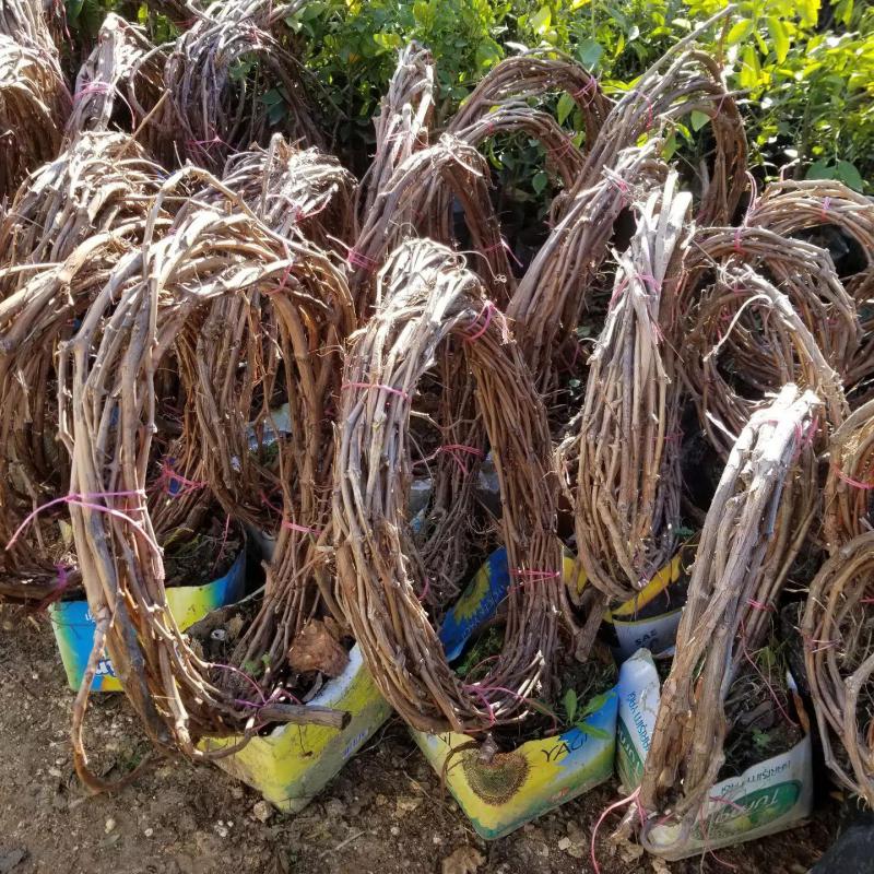 5-8 Metre Boyda Grenache Cinsi Üzüm Fidanı