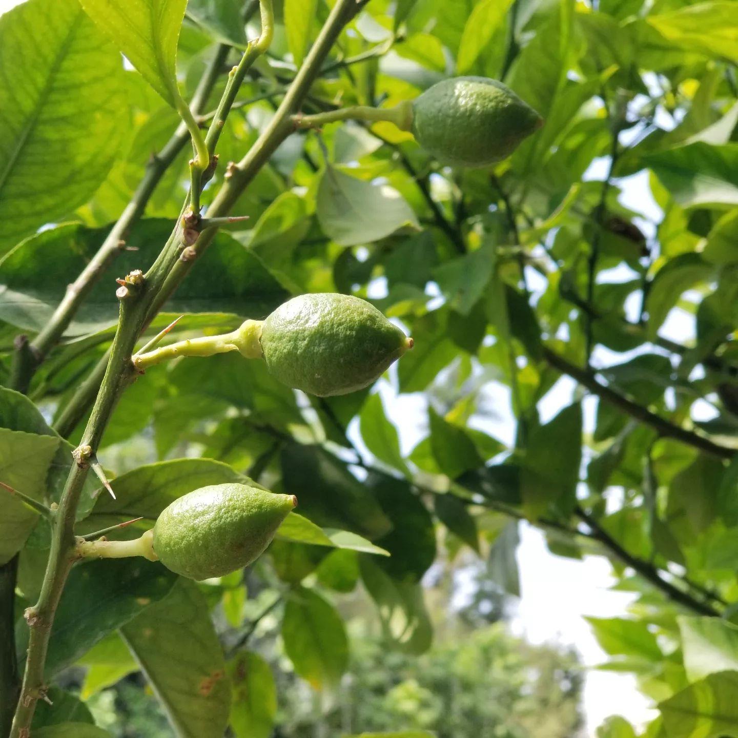 12 Yaş Aşılı Yediveren Mayer Limon Fidanı, 20 LT Saksıda