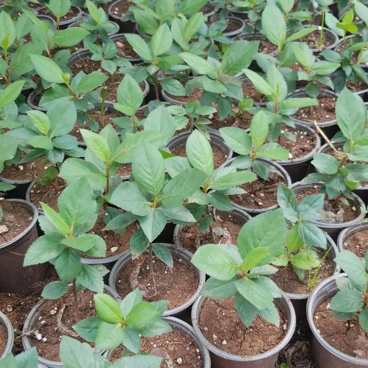 50 Adet Nero Siyah Aronya Aronia Chokeberry Fidesi (10-15 cm)