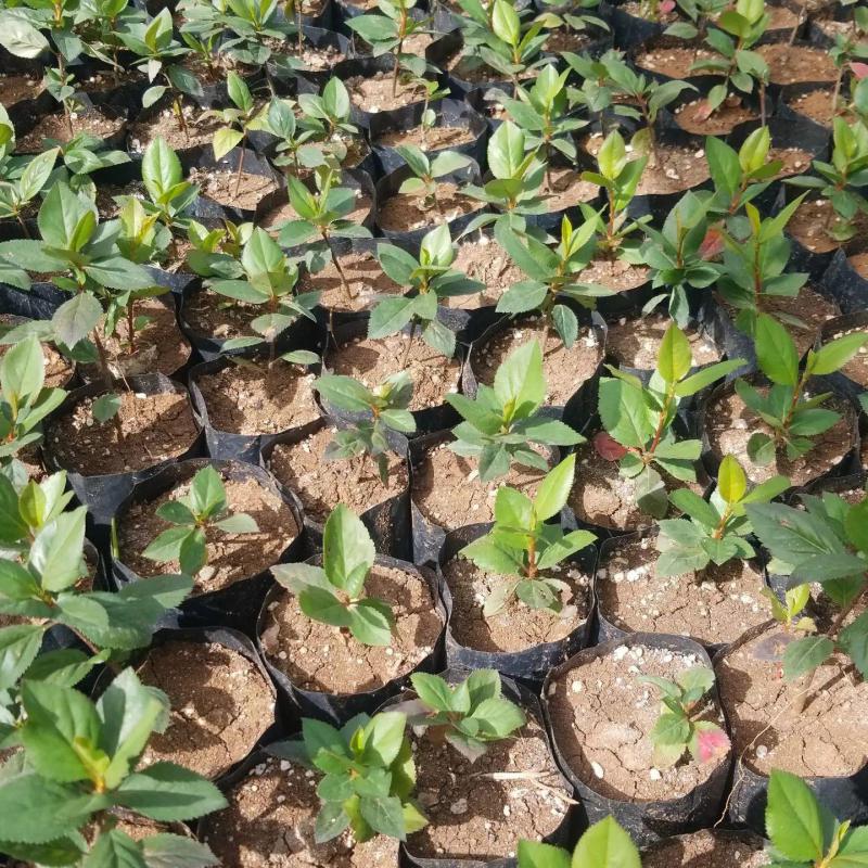 20 Adet Katya Kırmızı Aronya Aronia Fidesi (10-15 cm)