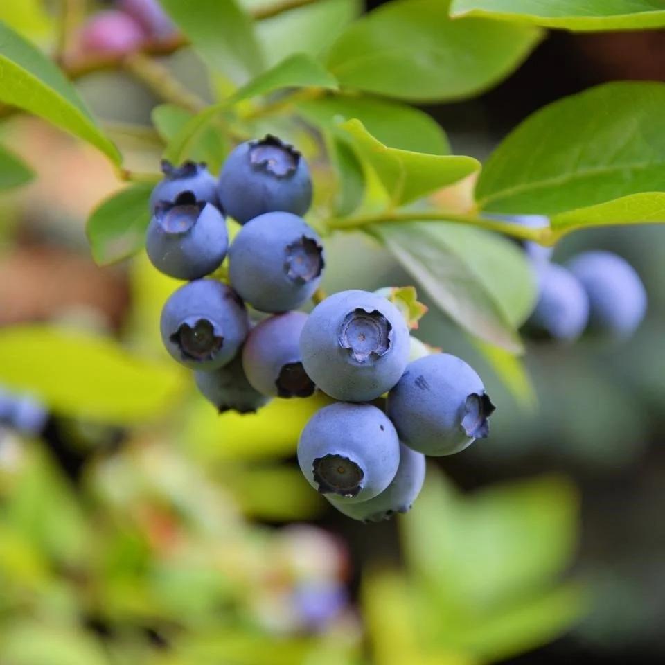 Meyve Verme Durumunda DARROW Cinsi Yaban Mersini Blueberry Fidanı, Tüplü