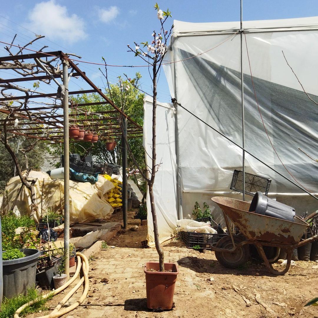 7 Yaş Mevlana Kayısı Fidanı (Meyve Verir Durumda)