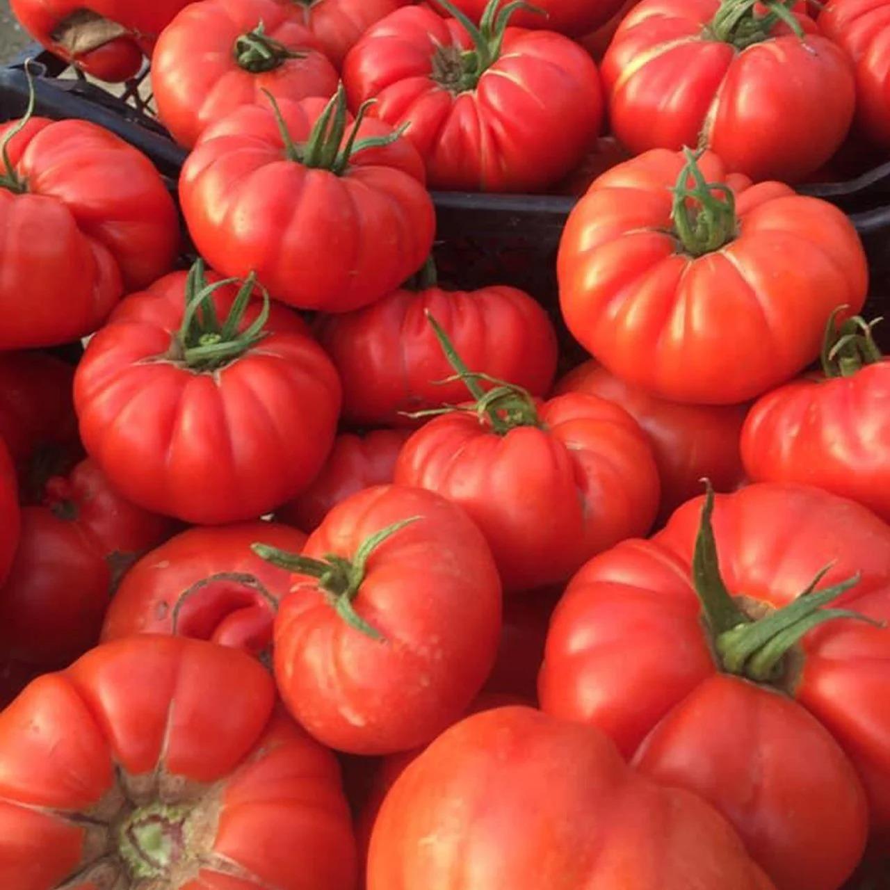 5 Adet Lezzetli ve Kokulu Köy Domatesi Fidesi