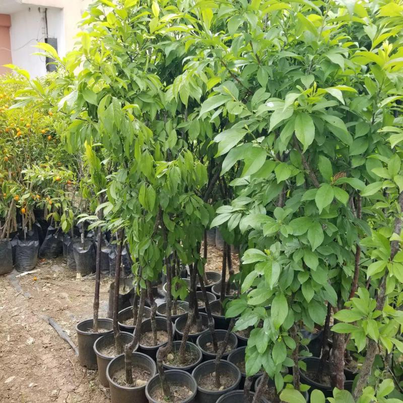 7 Yaş Can Erik Fidanı