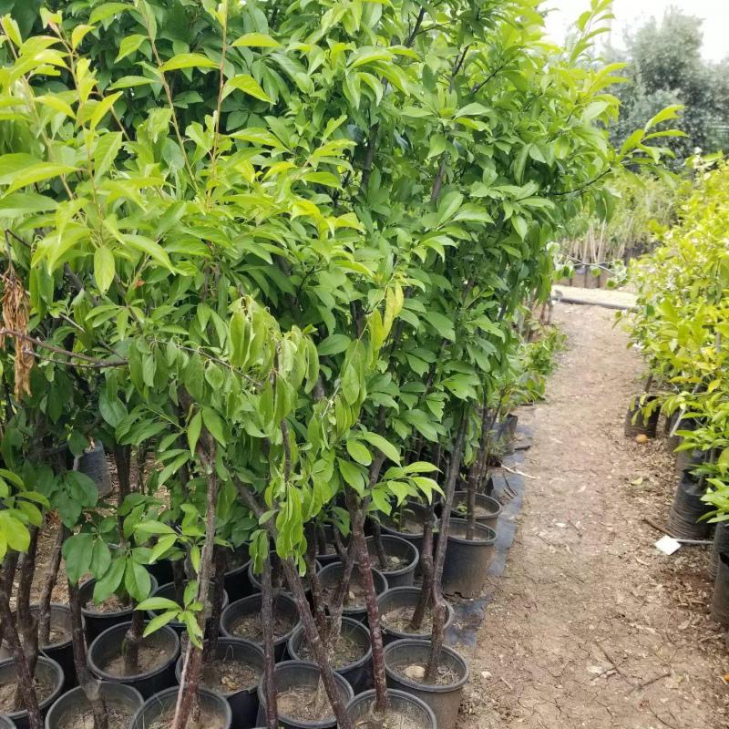 7 Yaş Can Erik Fidanı