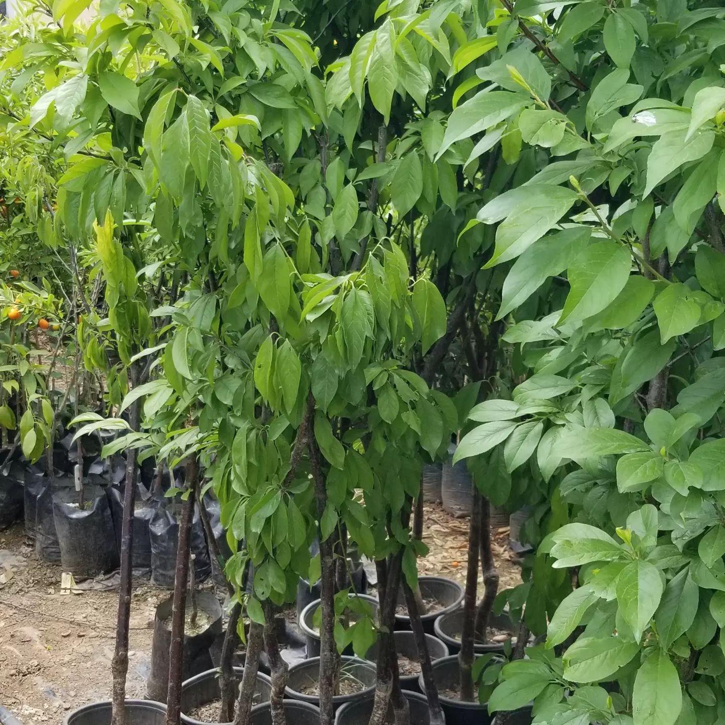 7 Yaş Can Erik Fidanı