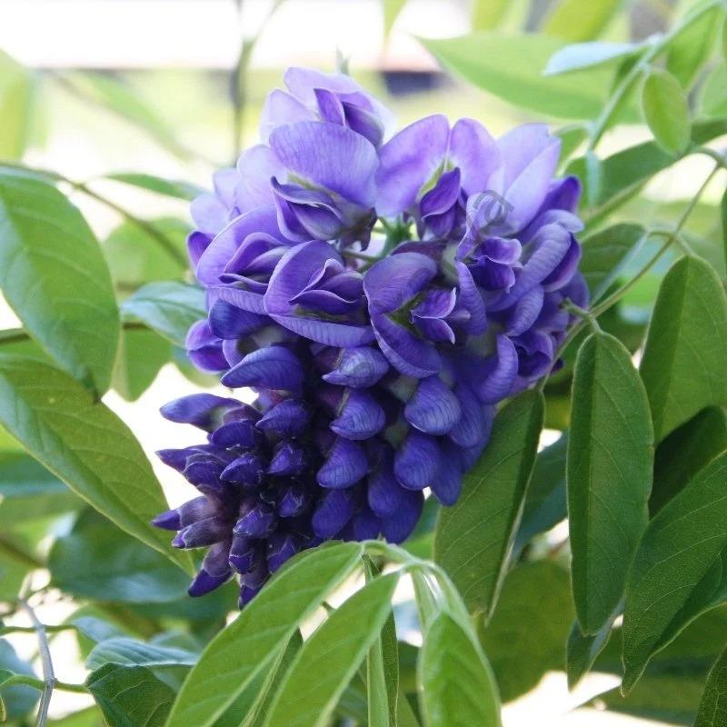 Geçci Mor Salkım Fidanı (Wisteria Frutescens Amethyst Falls)