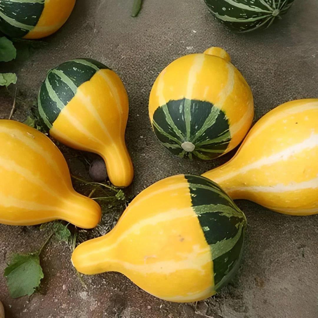 Karışık Süs Kabağı Tohumu 1 Paket (10 Adet)