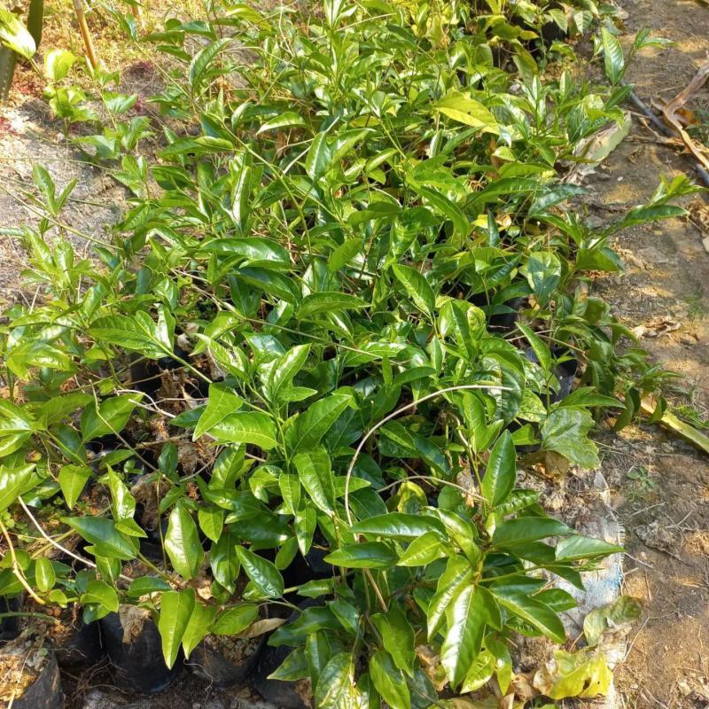 Sarı Meyveli Çarkıfelek Pasiflora Edulis PANAMA GOLD